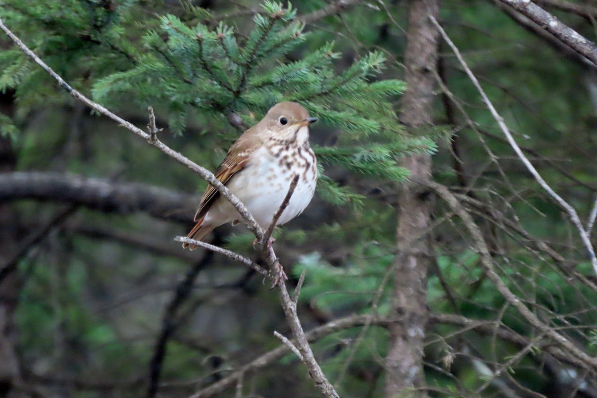 Hermit Thrush - ML617566049