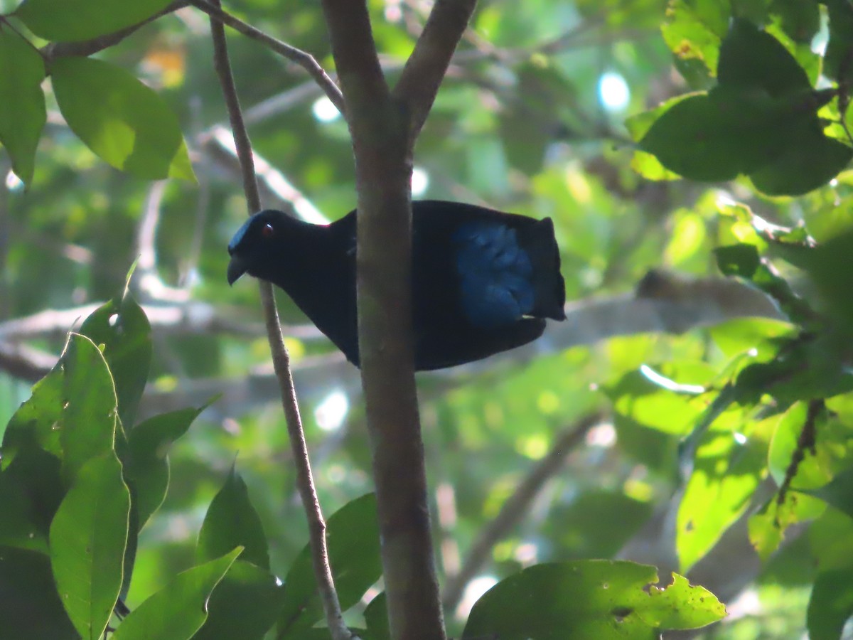 Asian Fairy-bluebird - ML617566060