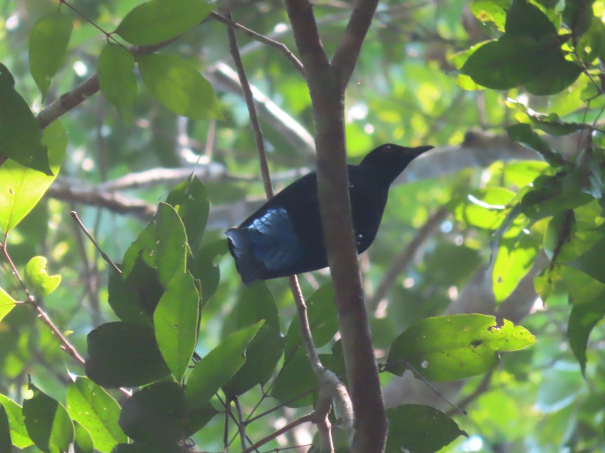 Asian Fairy-bluebird - J.A. Jensen