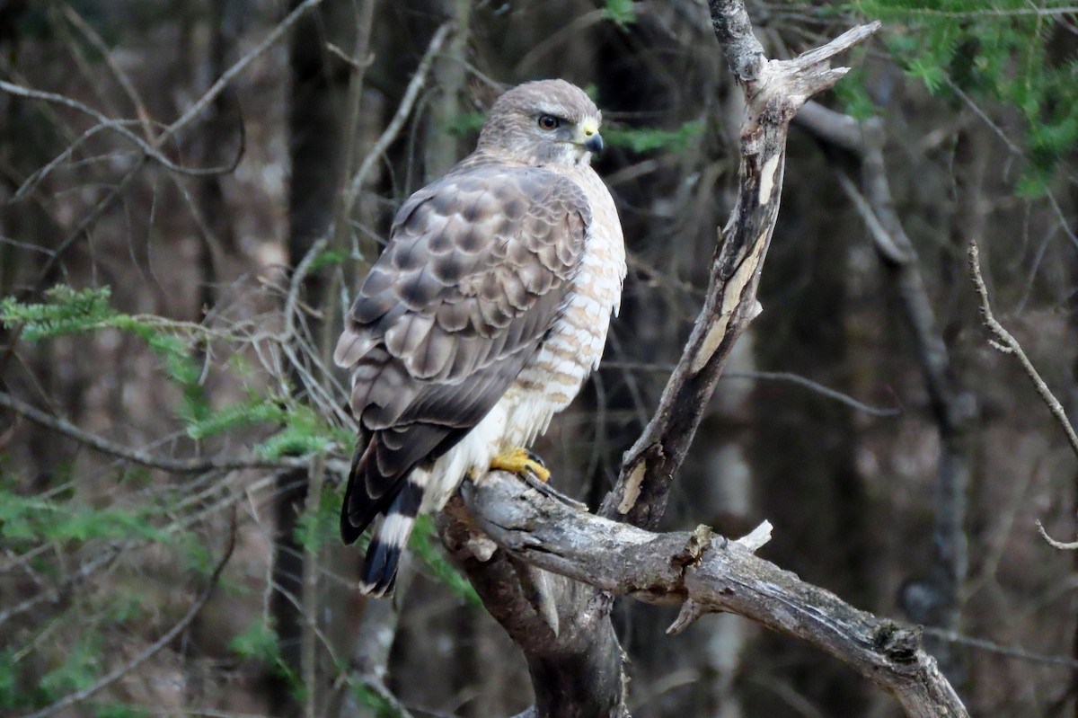 Broad-winged Hawk - ML617566065