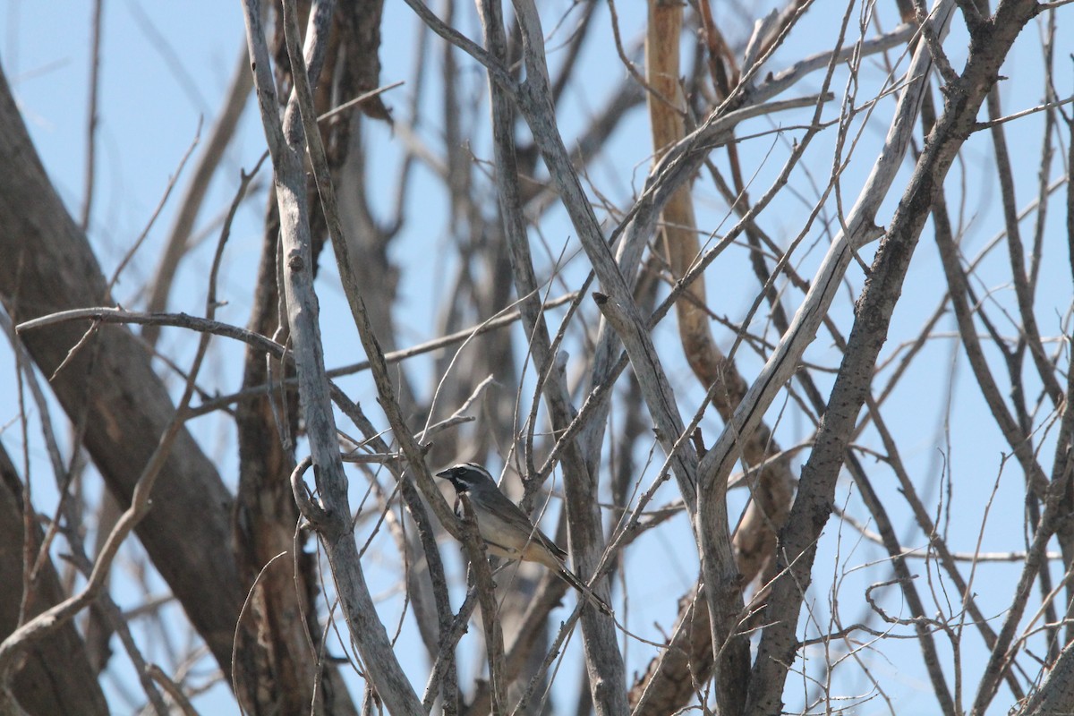 Black-throated Sparrow - Brad Shine