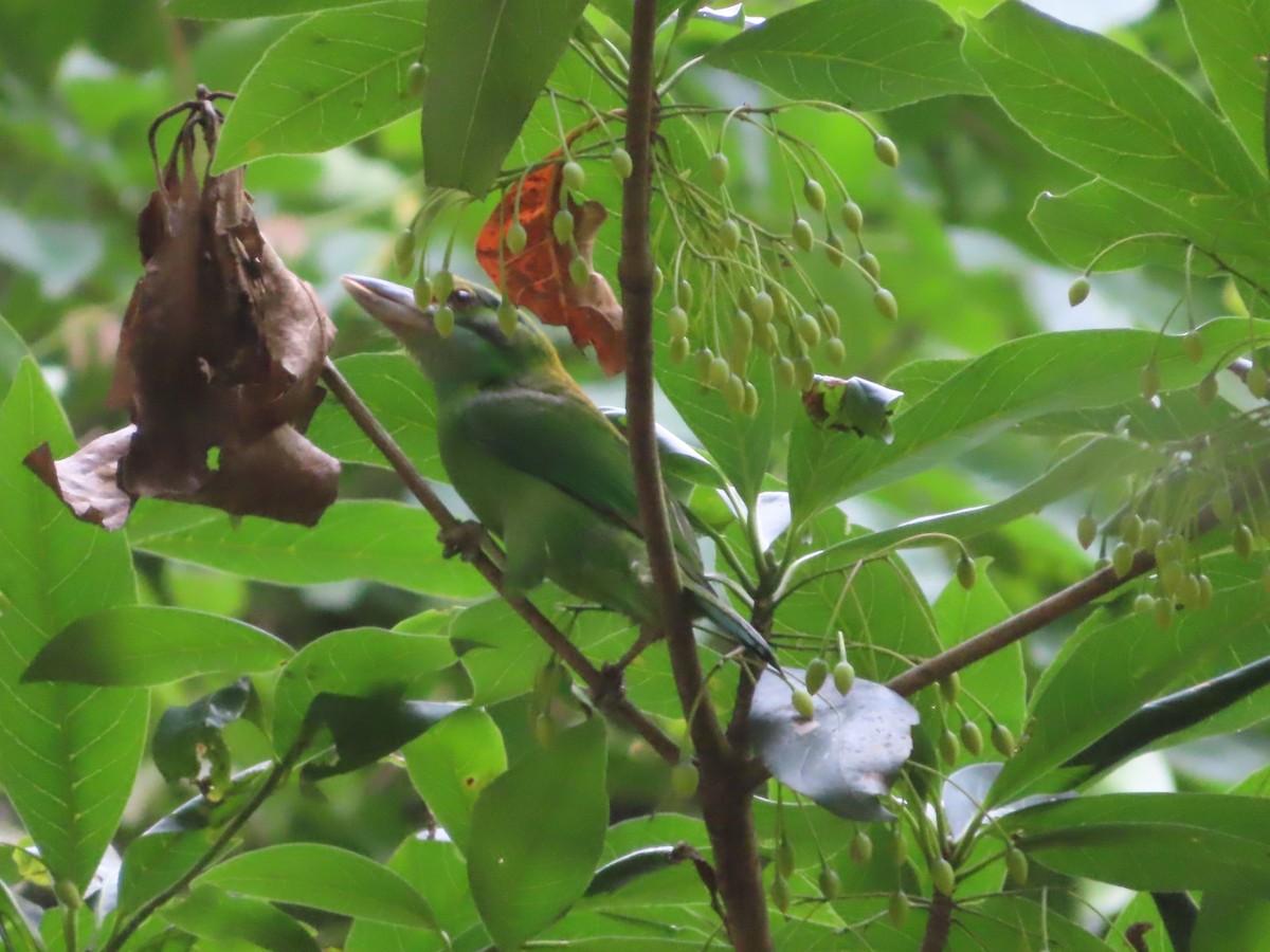 Moustached Barbet - ML617566081