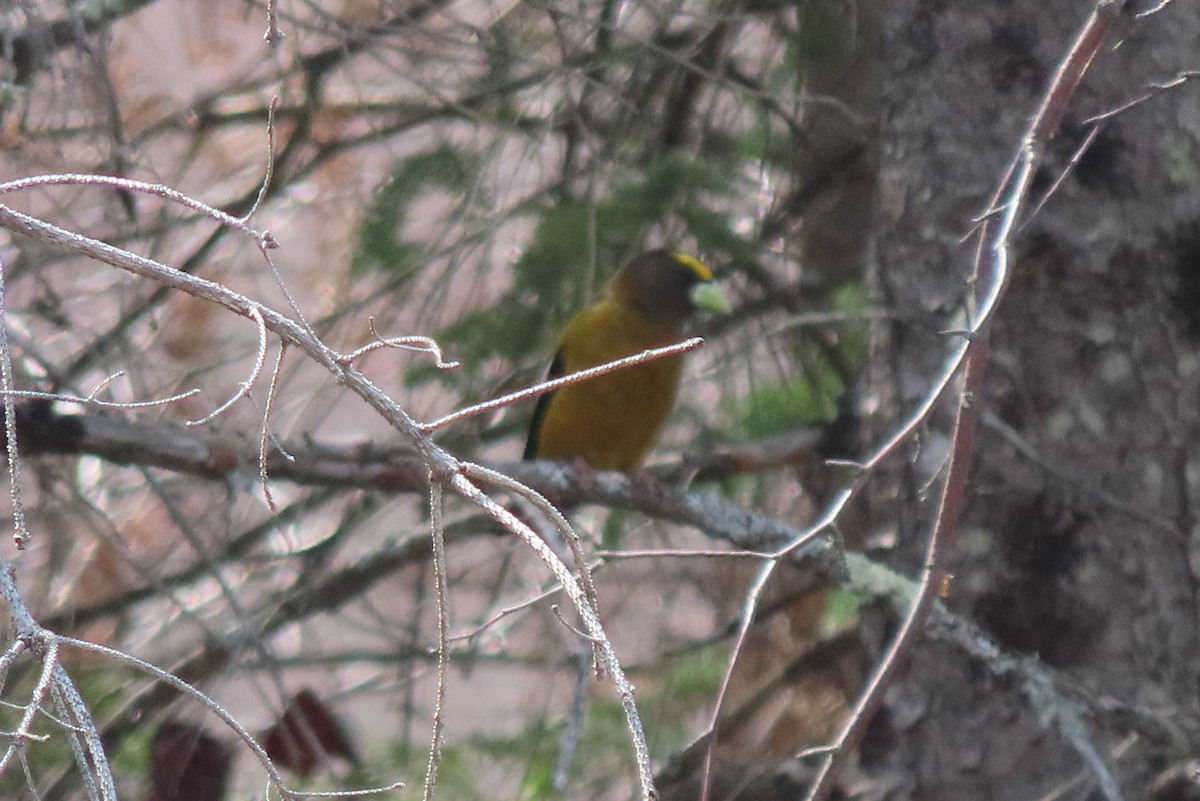 Evening Grosbeak - ML617566099