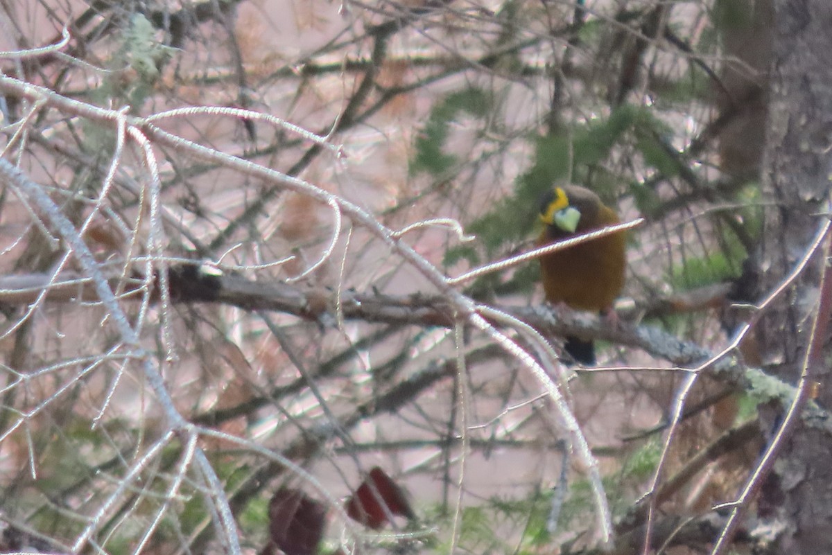 Evening Grosbeak - Mary Maertz