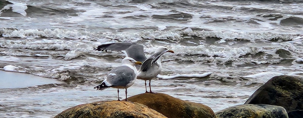 Herring Gull - ML617566102