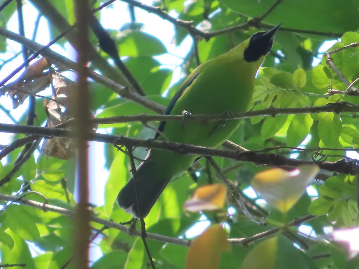 Blue-winged Leafbird - ML617566104