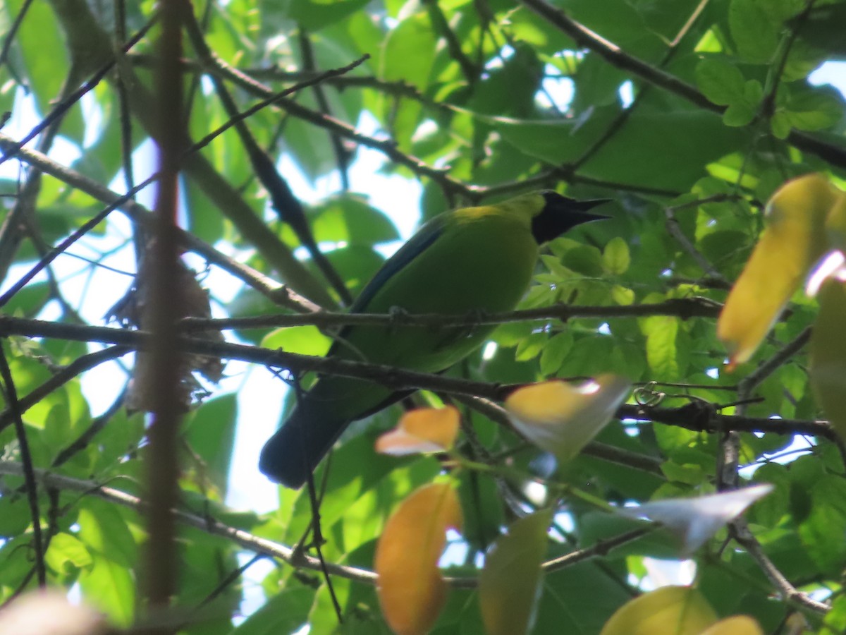 Blue-winged Leafbird - ML617566105