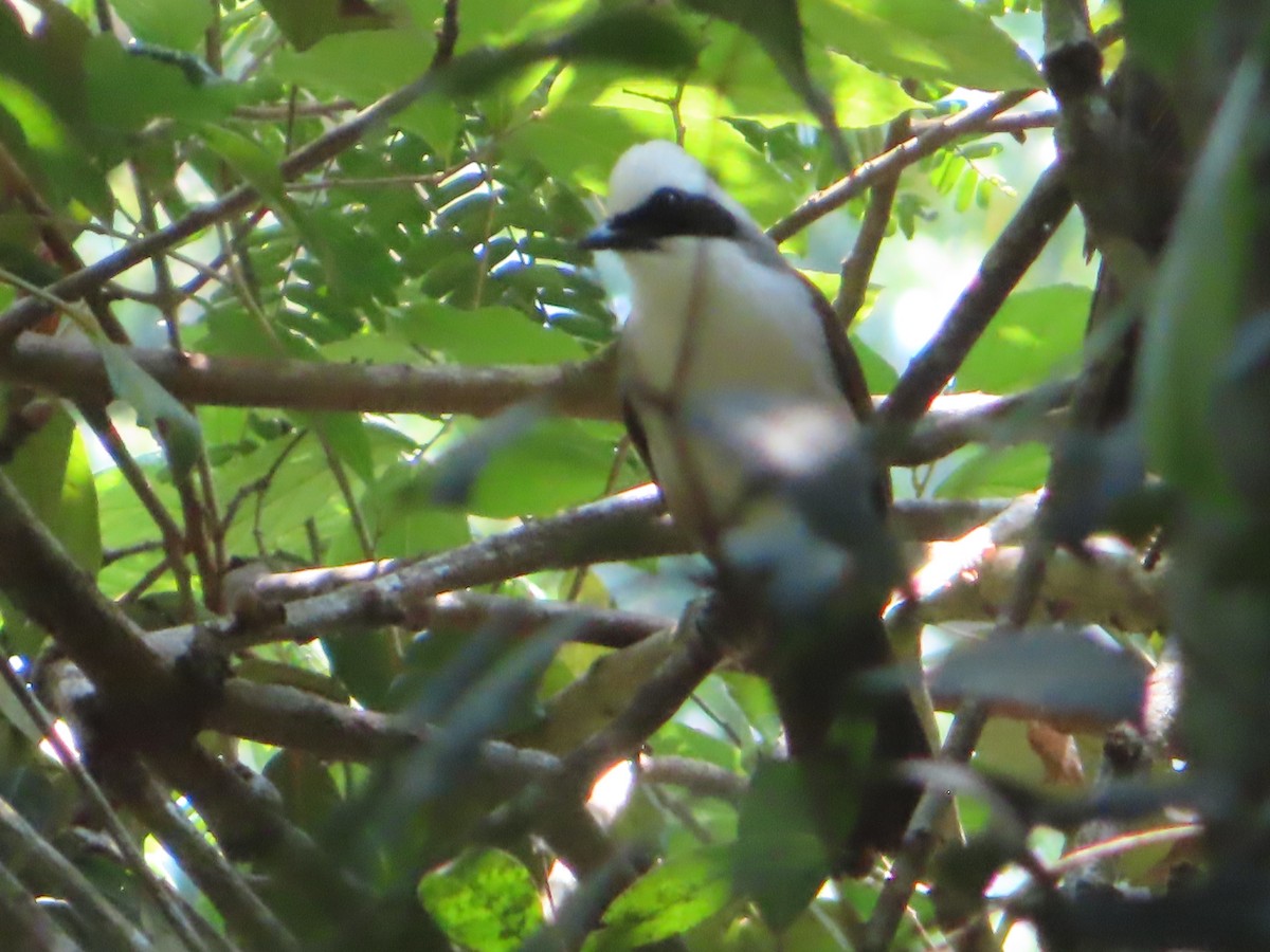 White-crested Laughingthrush - ML617566115