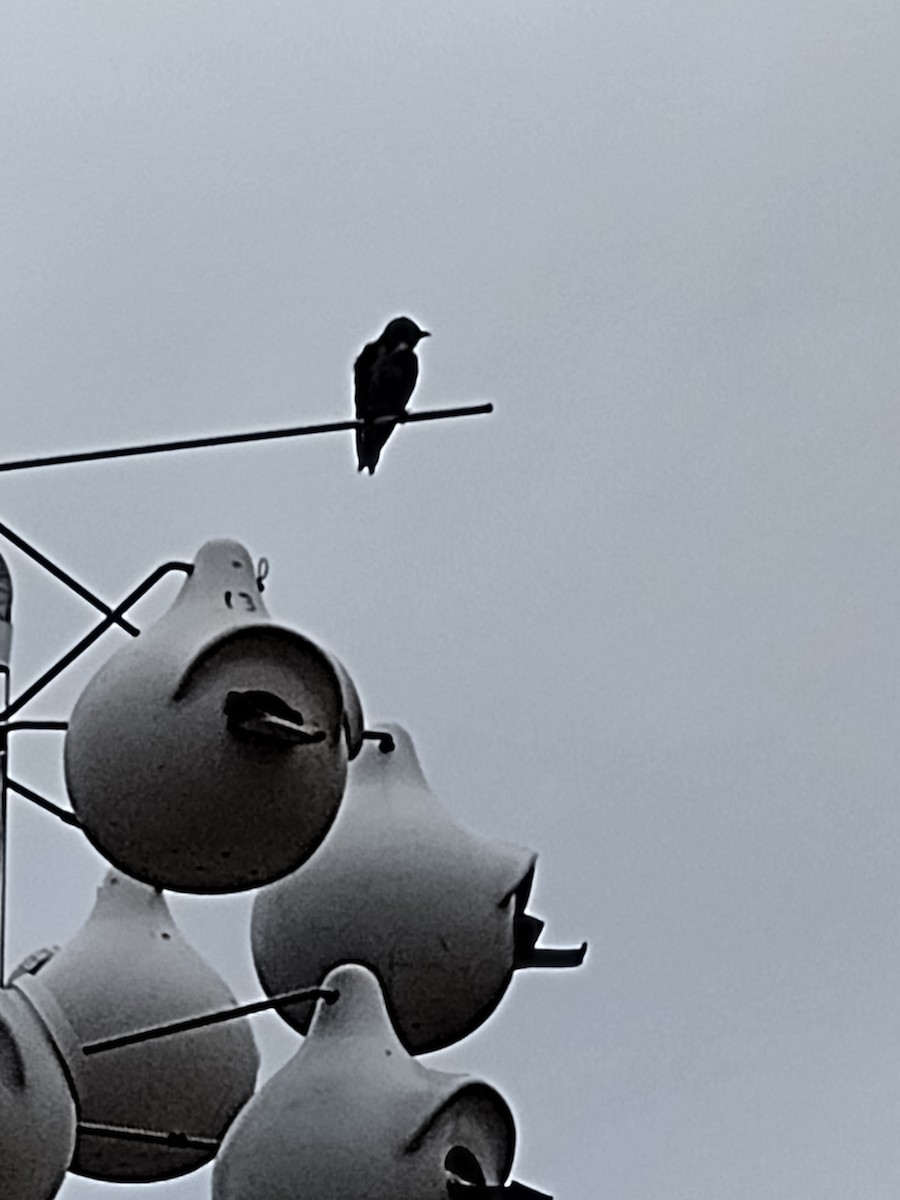 Purple Martin - ML617566122