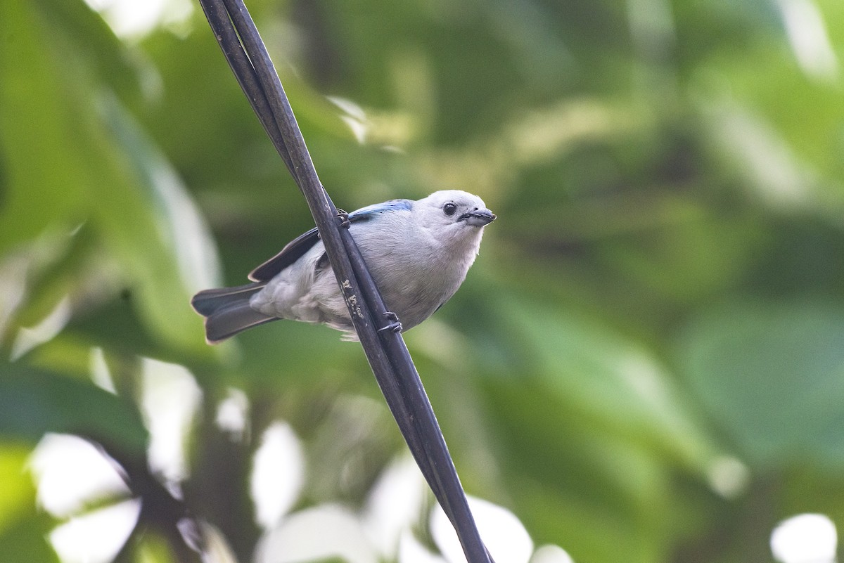 Blue-gray Tanager - ML617566140