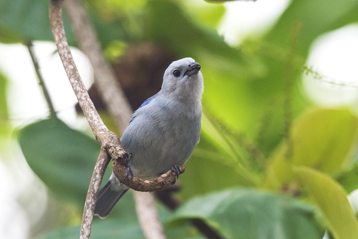 Blue-gray Tanager - ML617566141