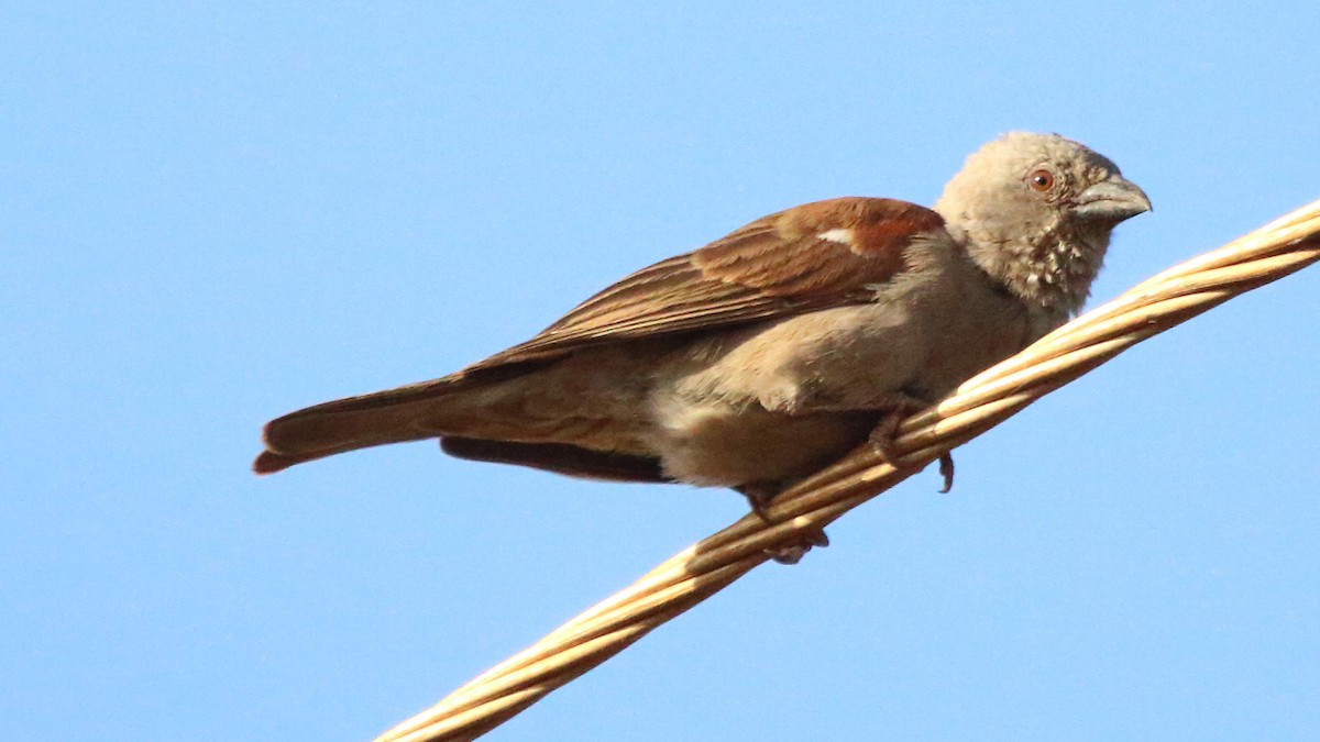 Parrot-billed Sparrow - Rick Folkening