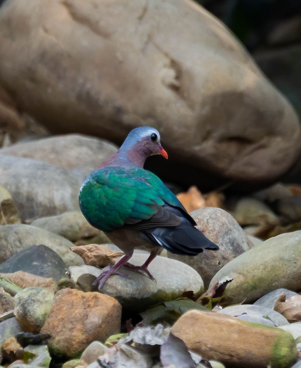 Asian Emerald Dove - ML617566166