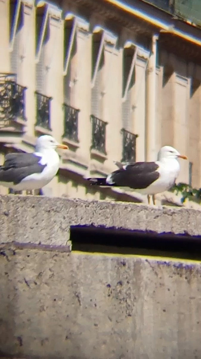 Lesser Black-backed Gull - Laurent Pascual-Le Tallec