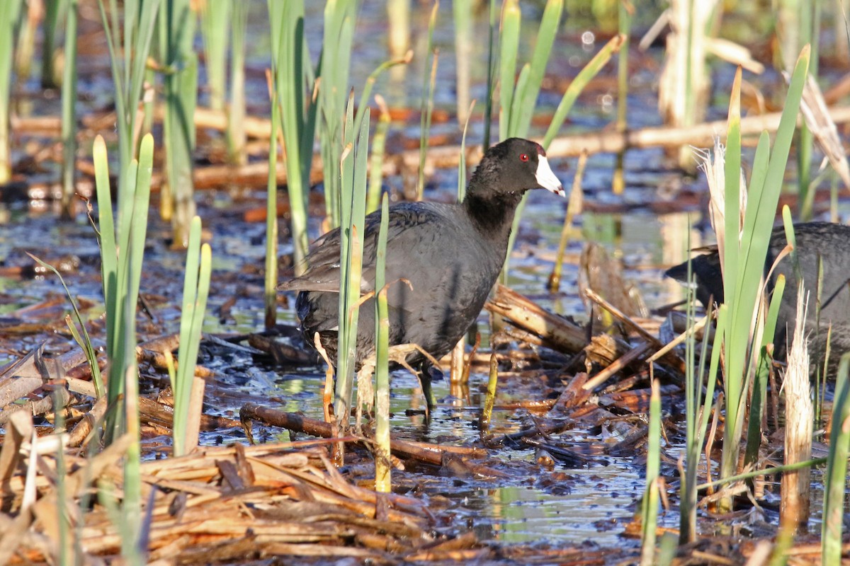 American Coot - John Skene