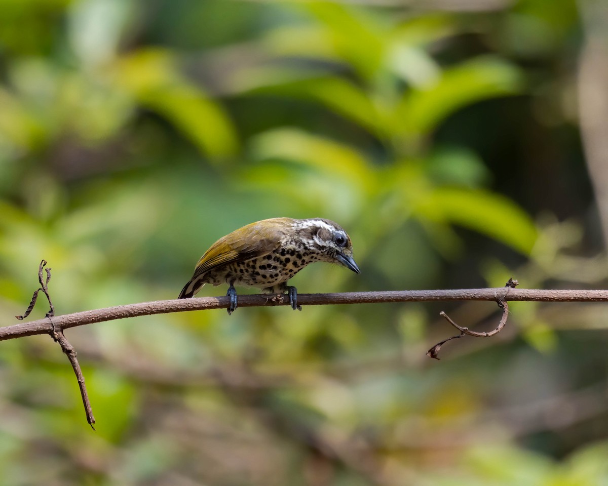 Speckled Piculet - ML617566204
