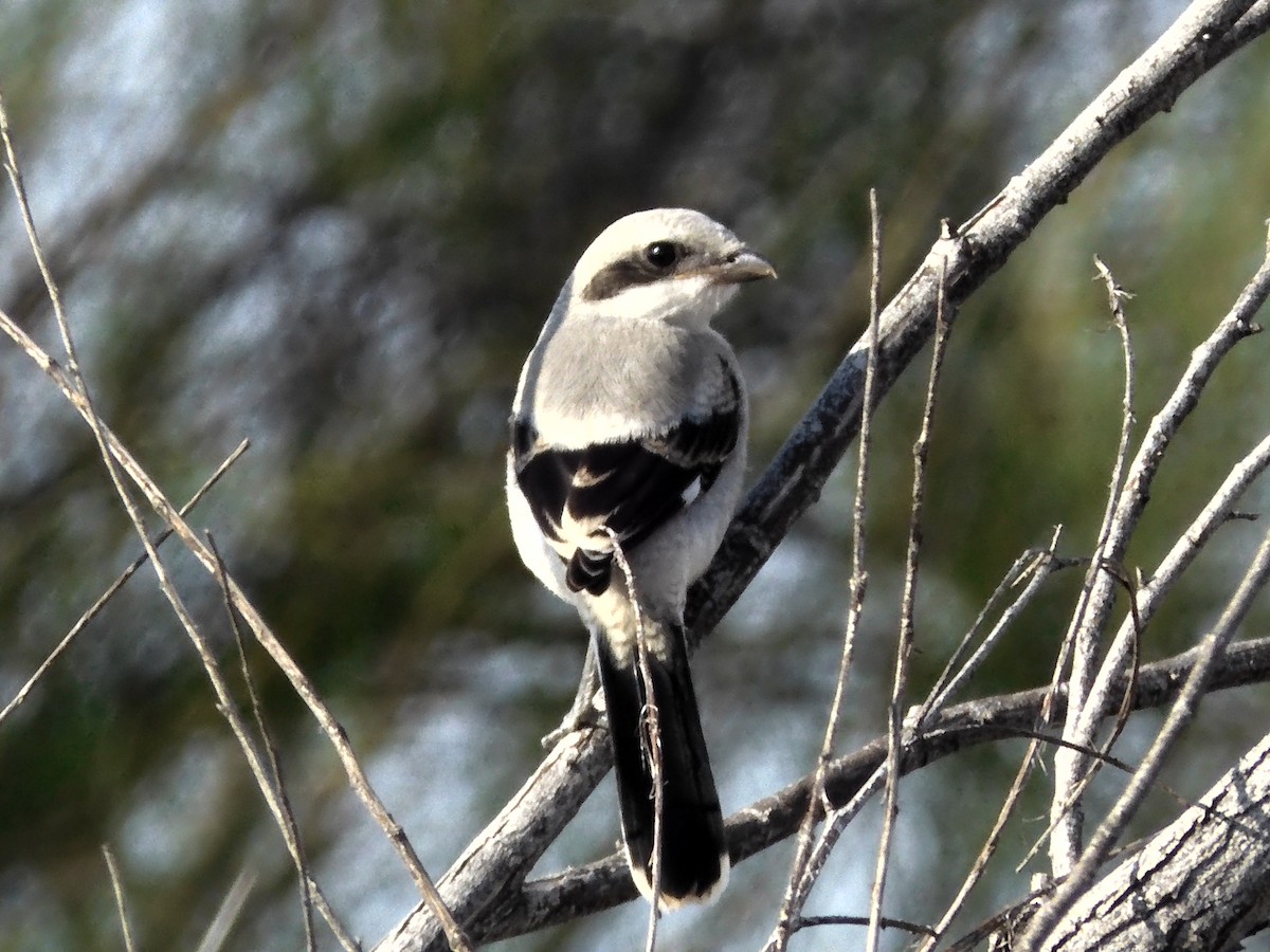 Pie-grièche migratrice - ML617566228