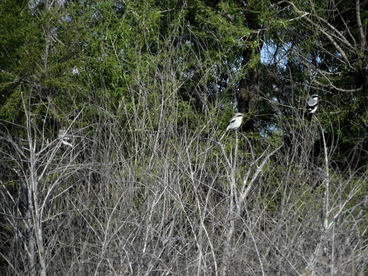 Loggerhead Shrike - ML617566238