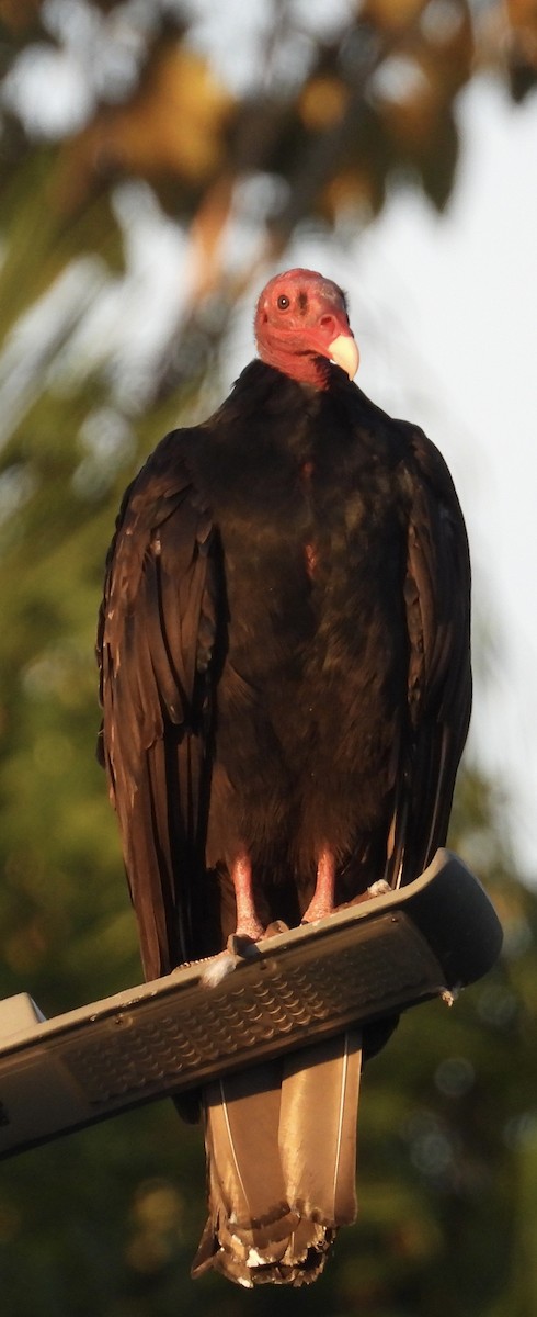 Turkey Vulture (Tropical) - Lawrence Datnoff