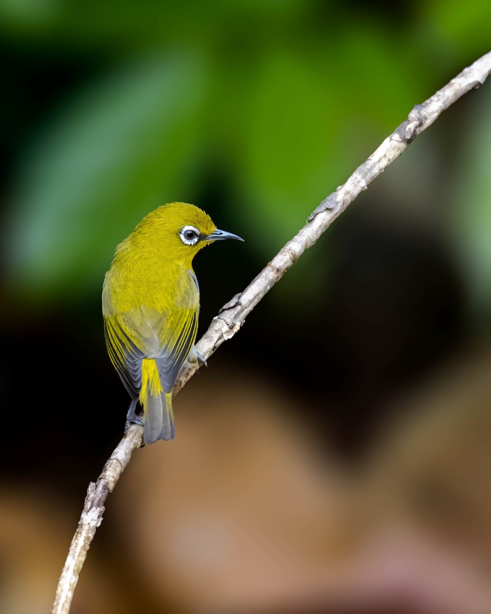 Indian White-eye - ML617566265