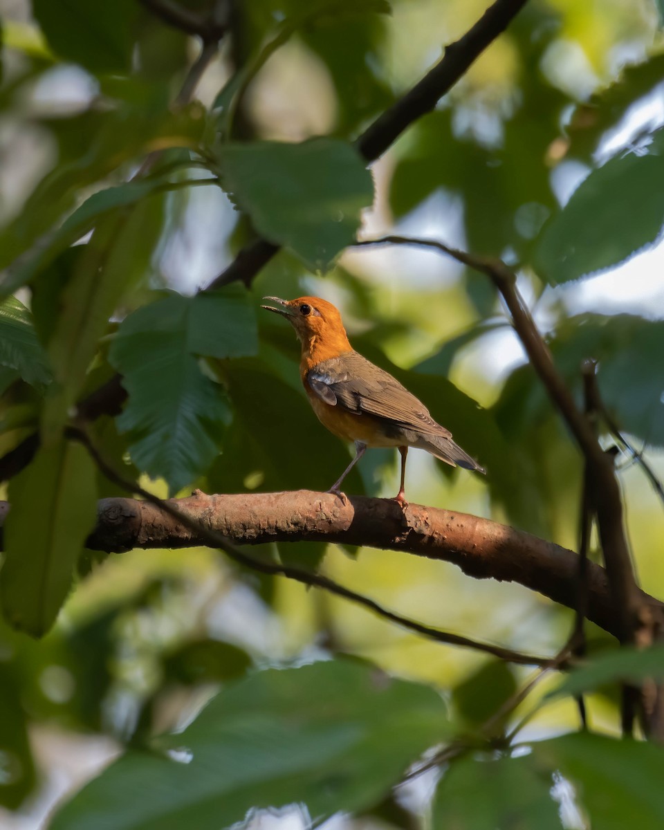 Orange-headed Thrush - ML617566277