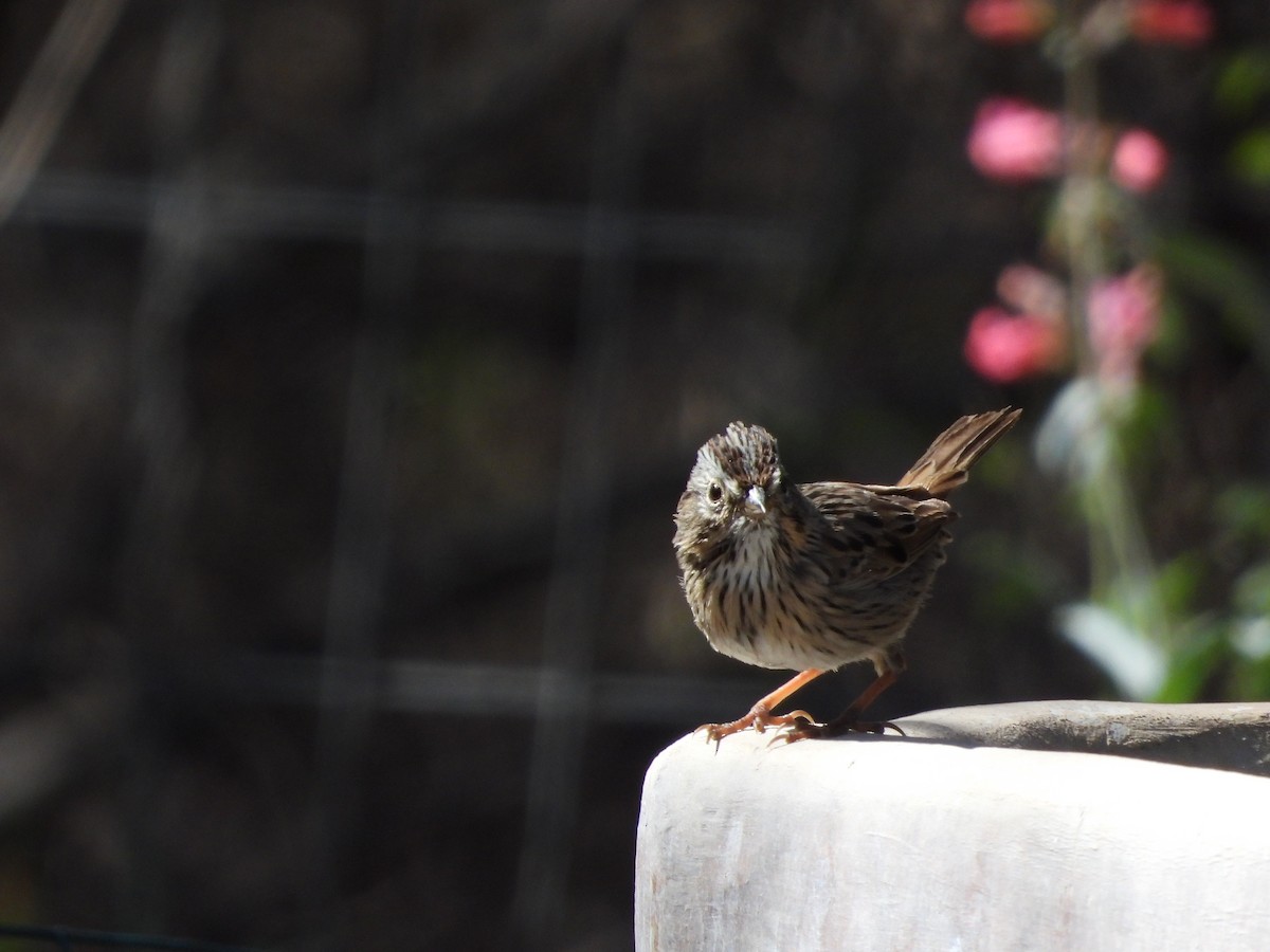 Lincoln's Sparrow - ML617566290