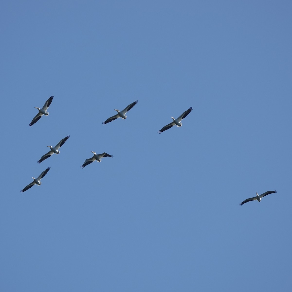 American White Pelican - ML617566311