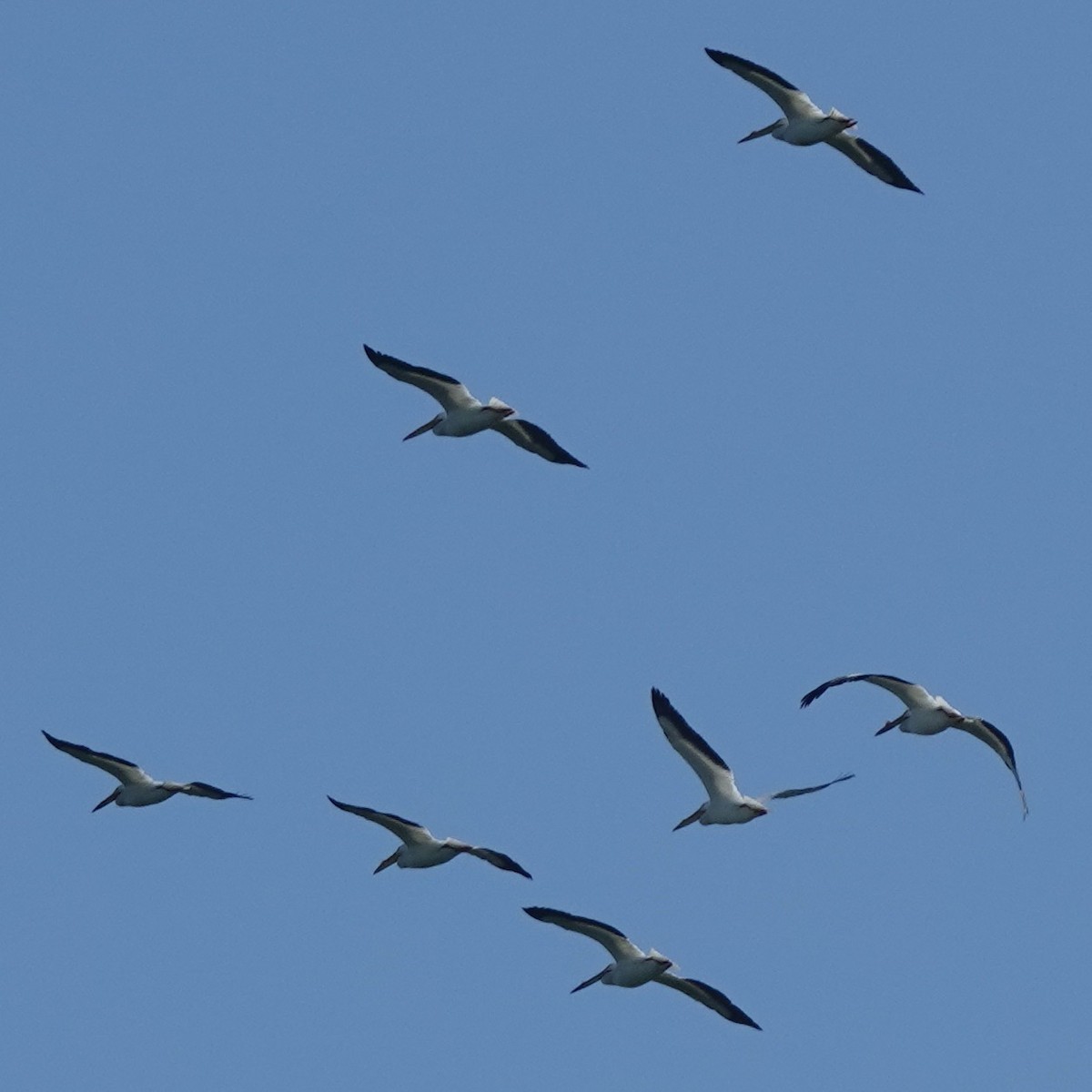 American White Pelican - ML617566312