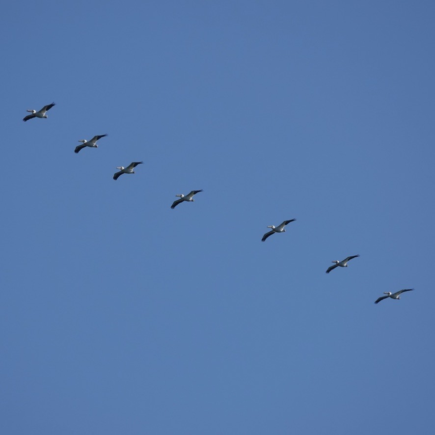 American White Pelican - ML617566313