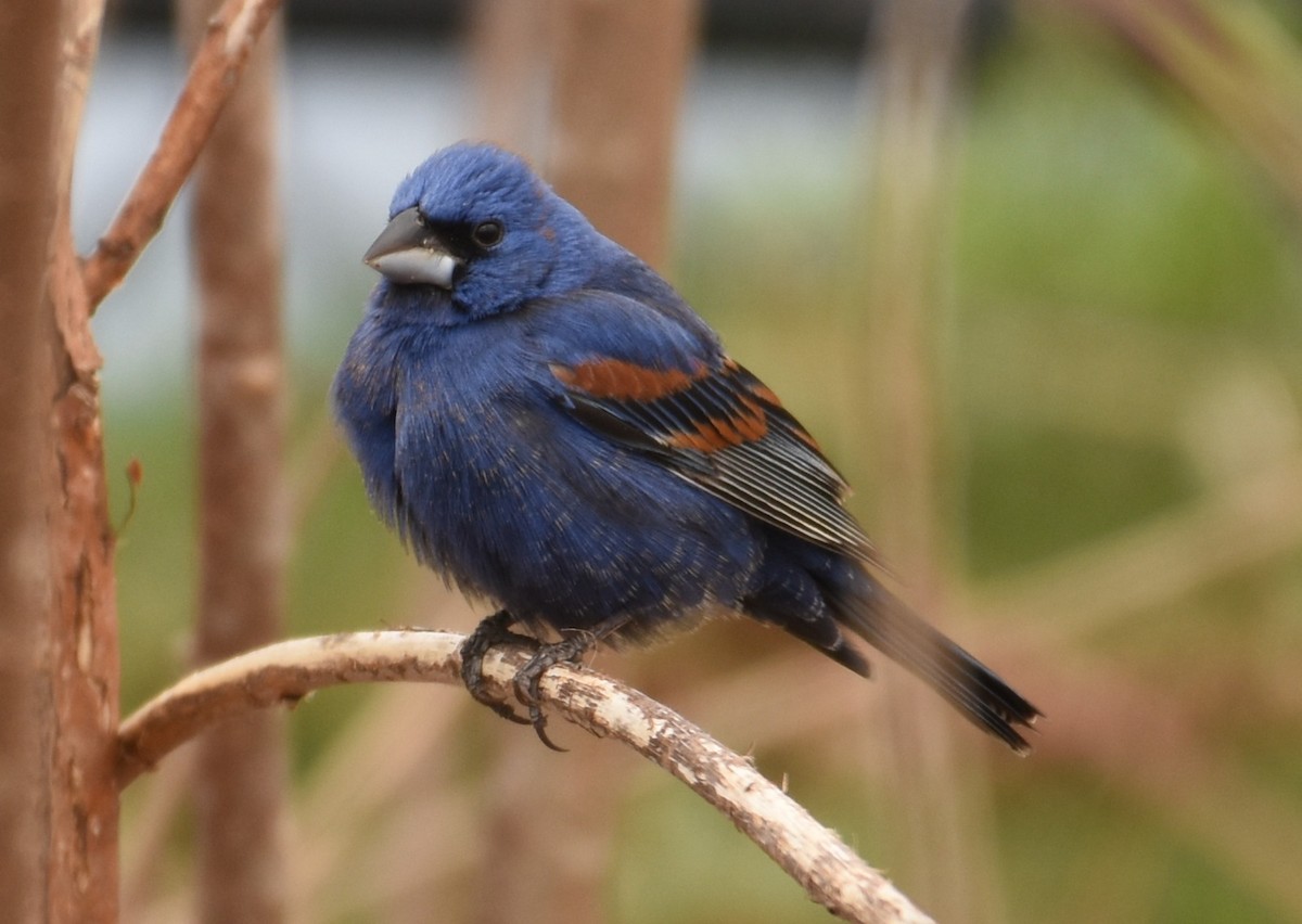 Guiraca bleu - ML617566327