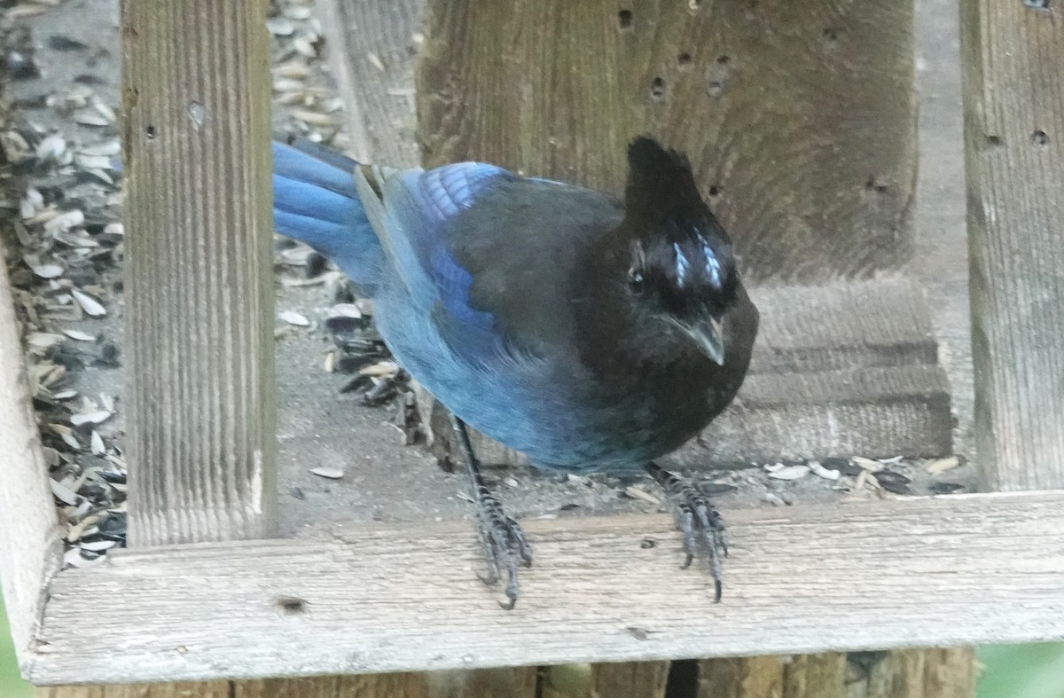 Steller's Jay - ML617566375