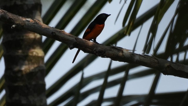 Orange Minivet - ML617566433