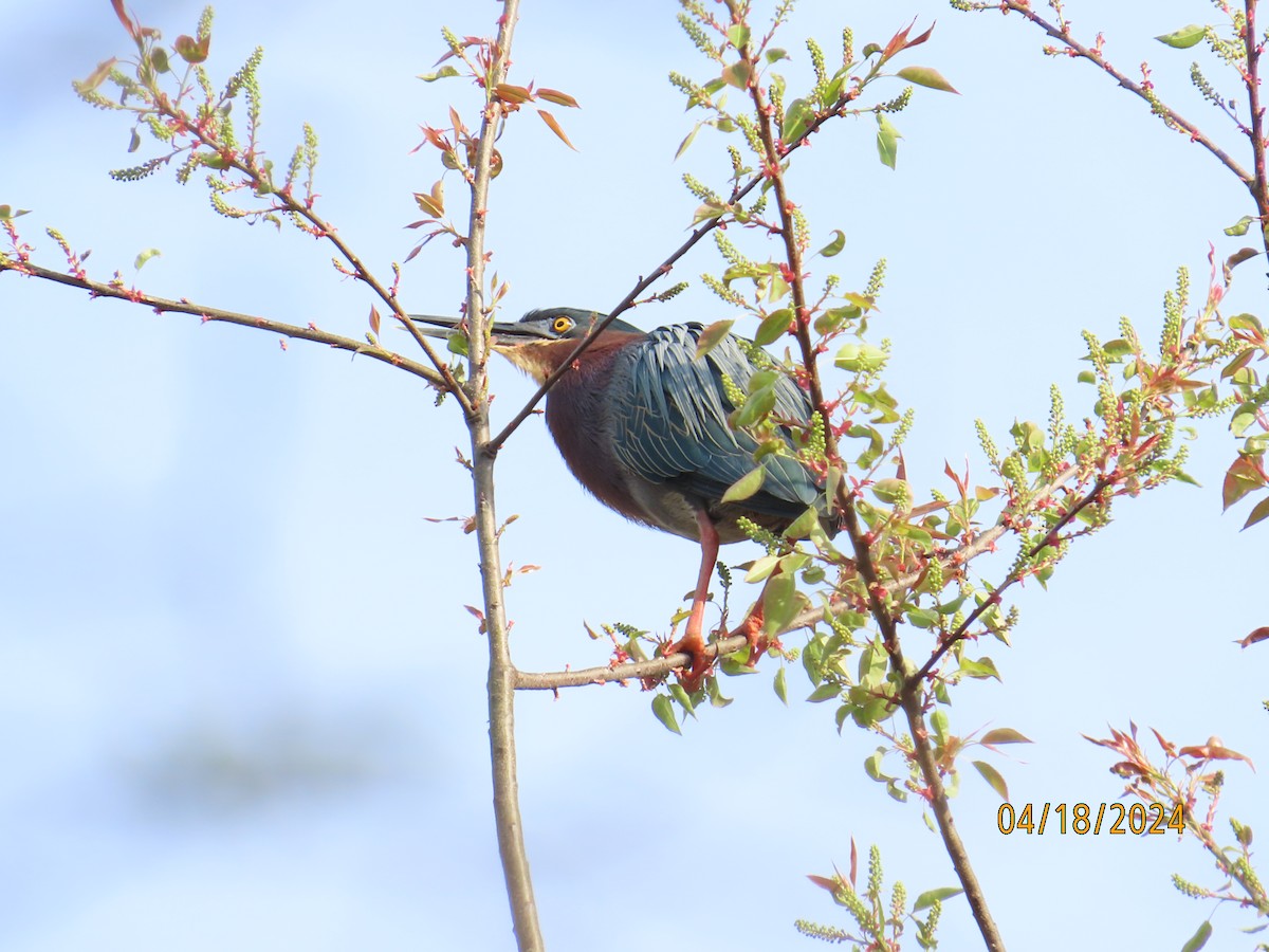 Green Heron - ML617566491