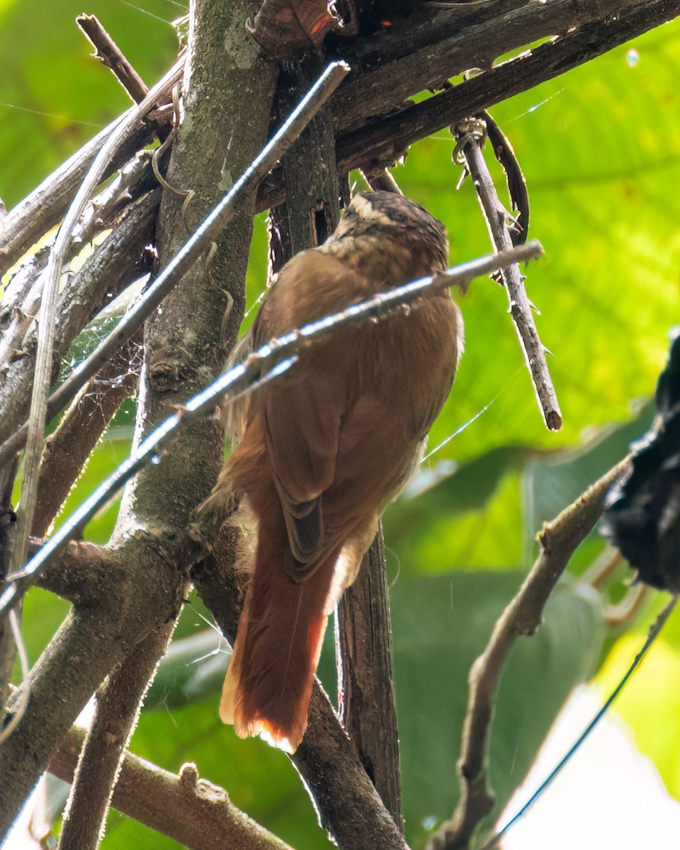 Streaked Xenops - Victor Pássaro