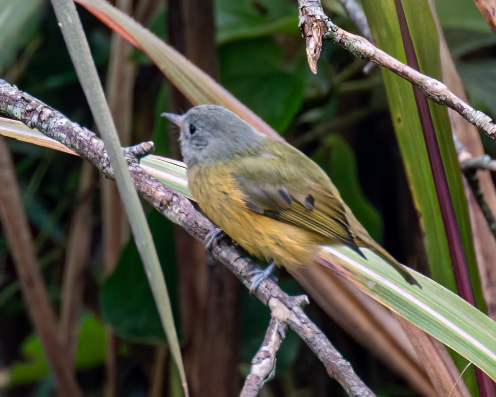 Gray-hooded Flycatcher - Victor Pássaro