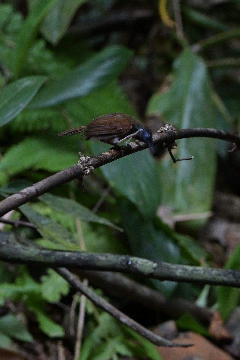 Chestnut-winged Babbler - ML617566534