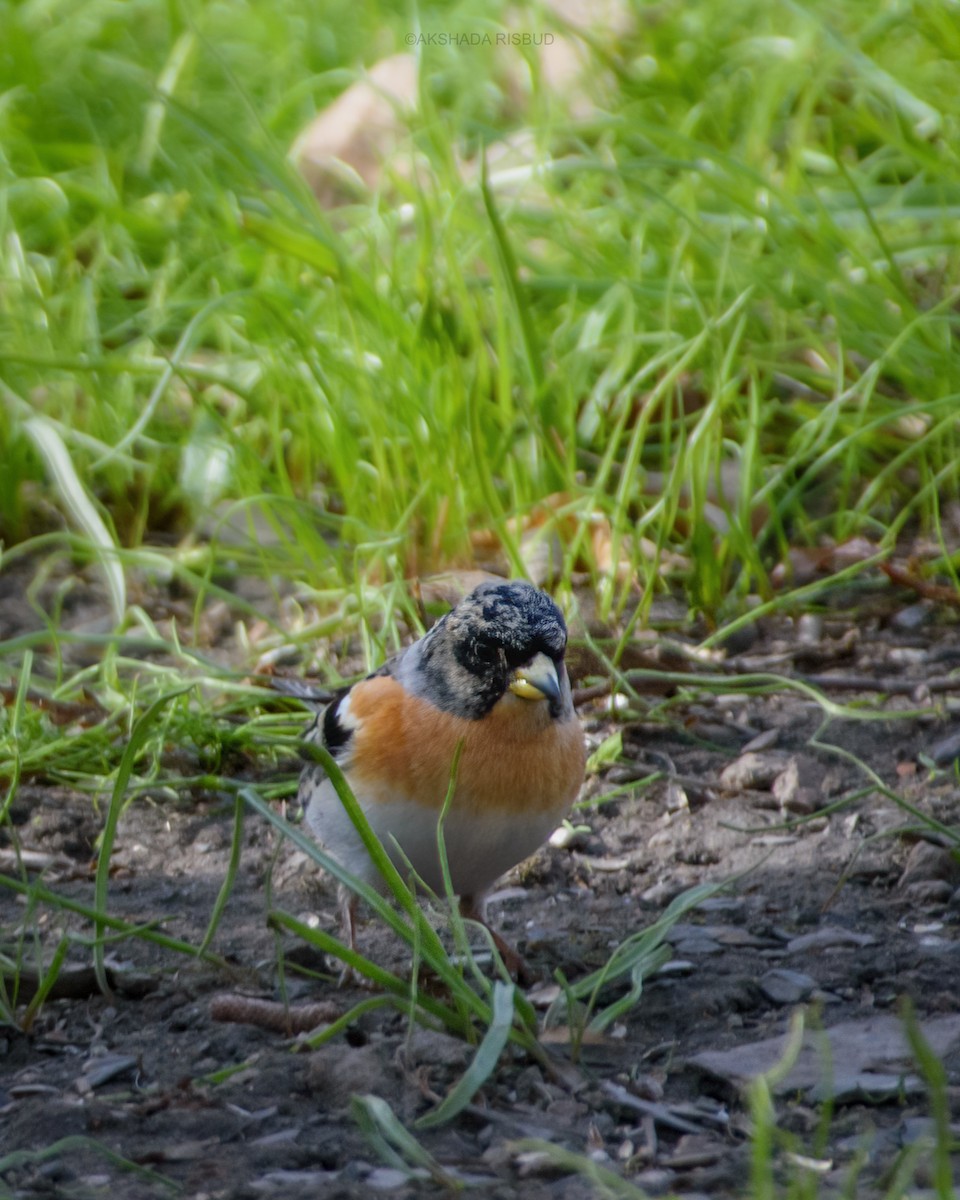 Алаг бужирга - ML617566540