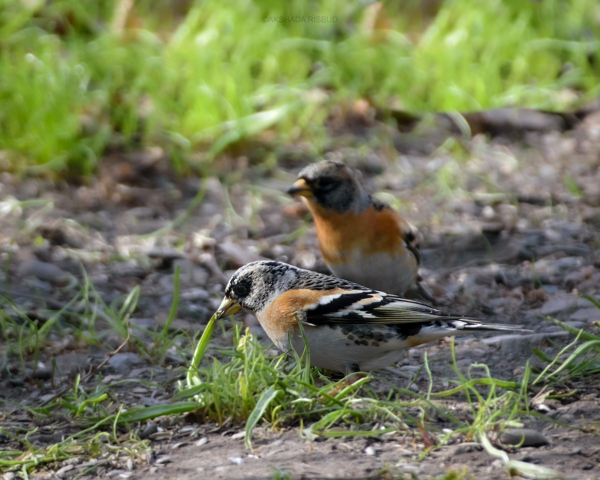 Алаг бужирга - ML617566541