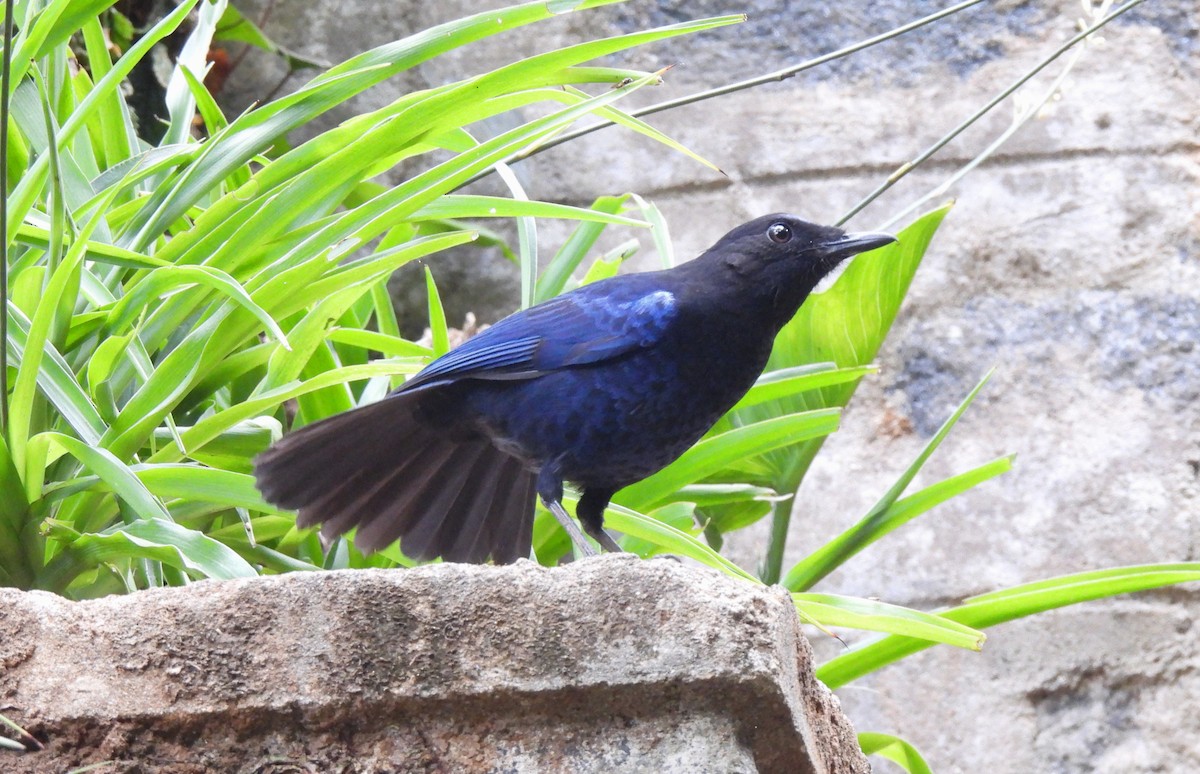 Малабарская синяя птица - ML617566610