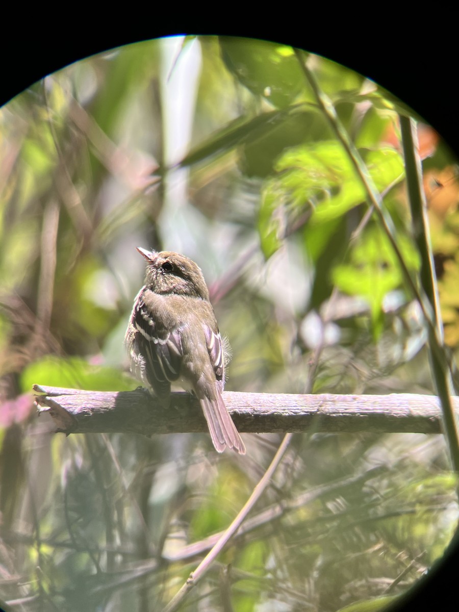 Least Flycatcher - ML617566619