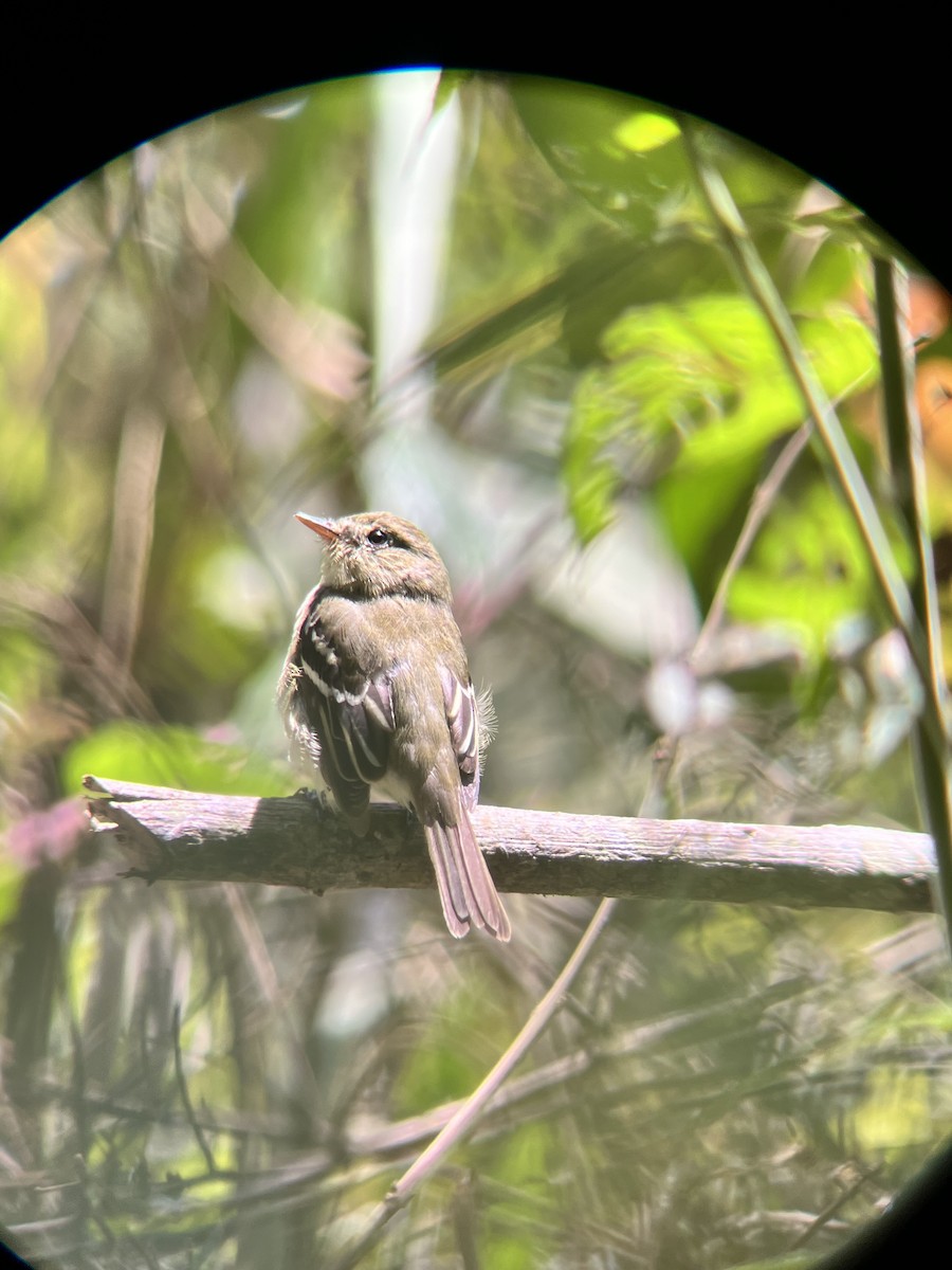 Least Flycatcher - ML617566620