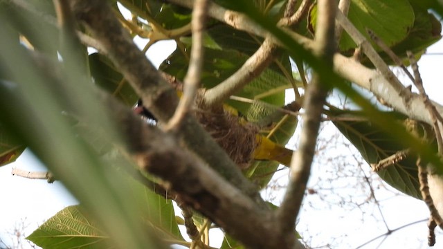 Black-hooded Oriole - ML617566624