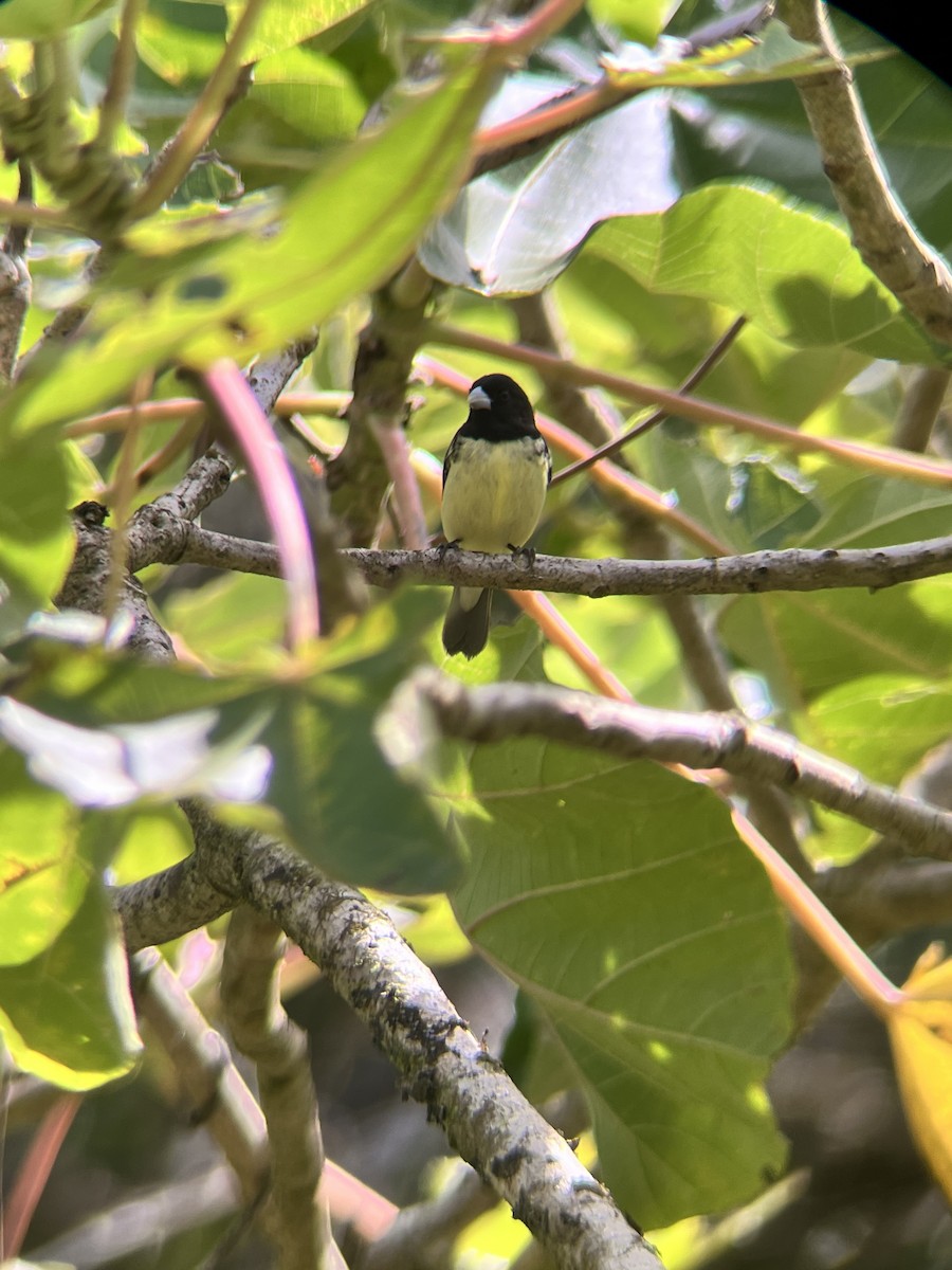 Yellow-bellied Seedeater - ML617566634