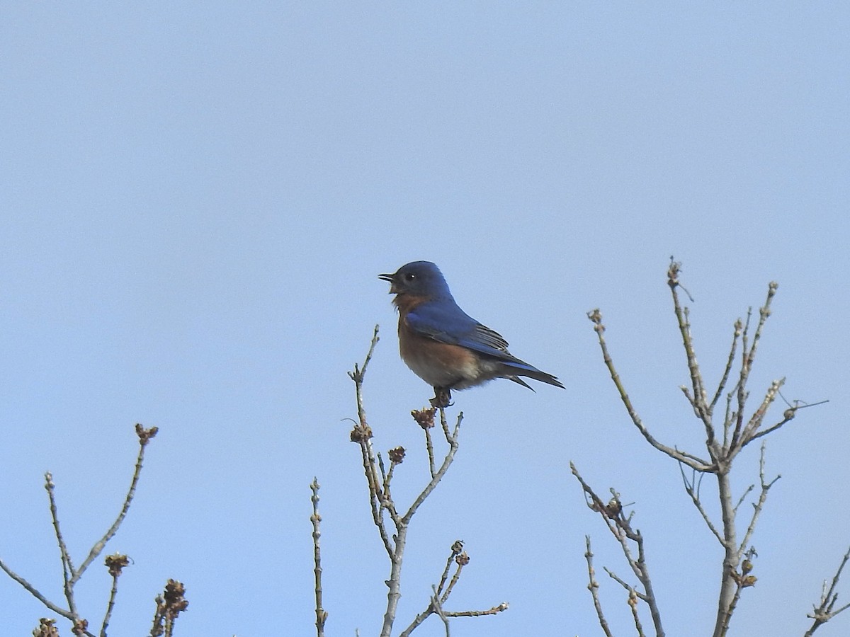 Eastern Bluebird - Sharlane Toole