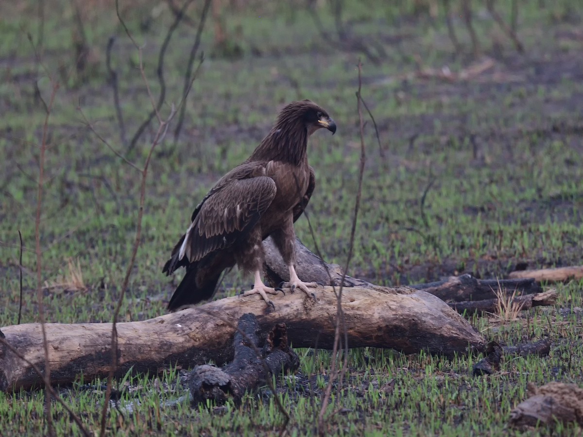 Pallas's Fish-Eagle - Oleg Chernyshov