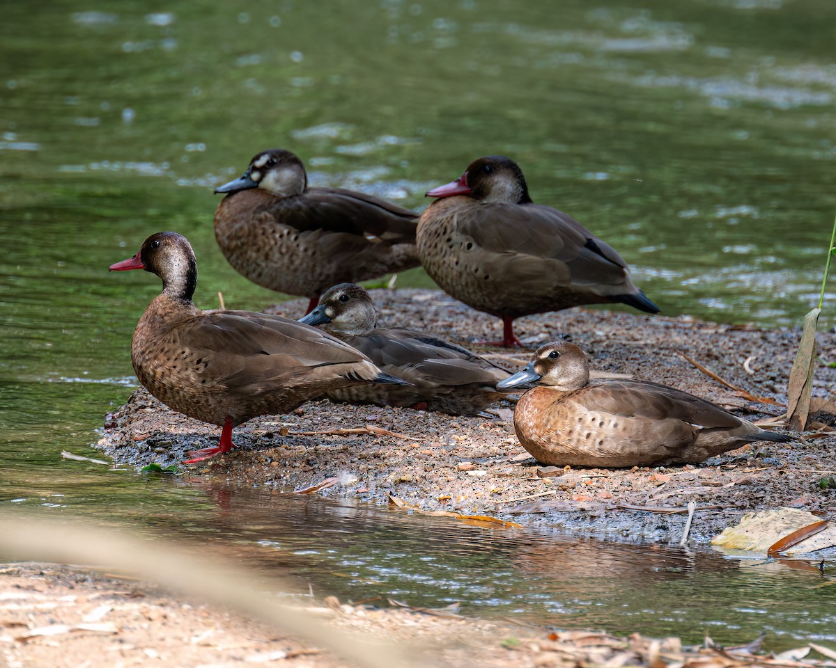 Brazilian Teal - Victor Pássaro