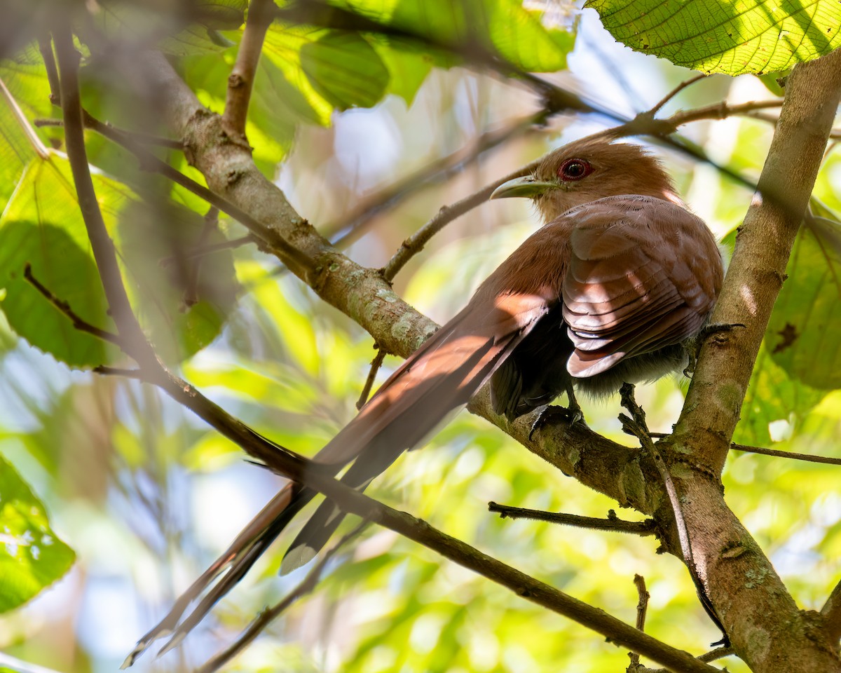 Squirrel Cuckoo - Victor Pássaro