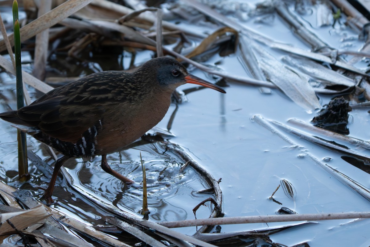 Virginia Rail - ML617566718