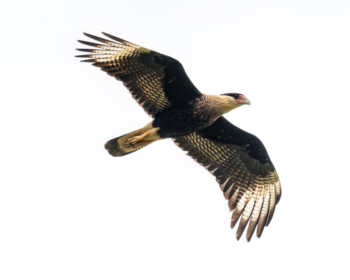 Crested Caracara - Victor Pássaro