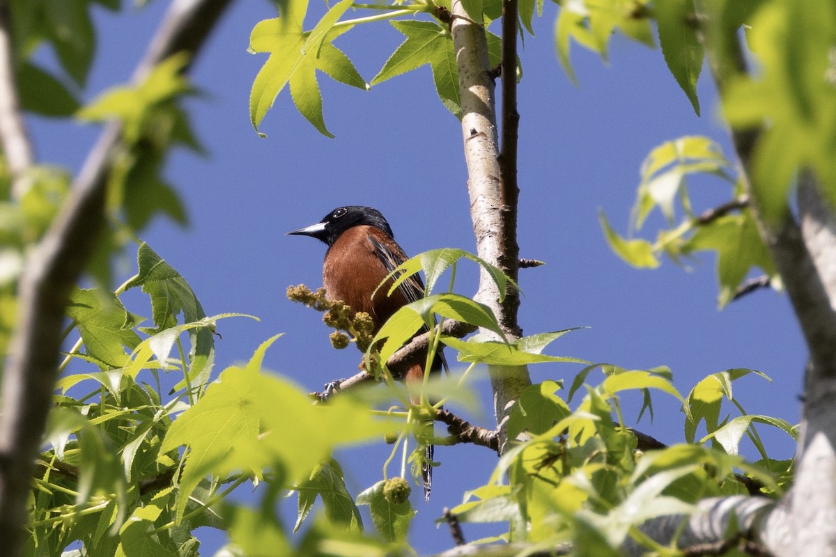 Orchard Oriole - ML617566738